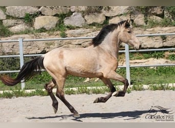 PRE, Hingst, 3 år, 155 cm, Gulbrun