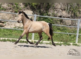 PRE, Hingst, 3 år, 155 cm, Gulbrun