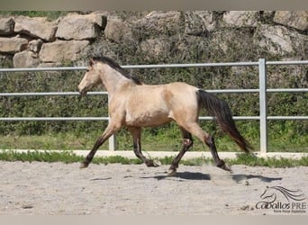 PRE, Hingst, 3 år, 155 cm, Gulbrun