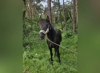 PRE, Hingst, 3 år, 155 cm, Svart