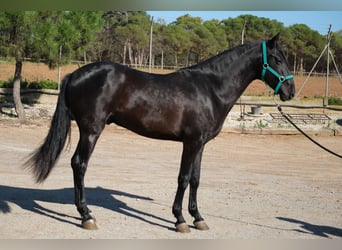 PRE Blandning, Hingst, 3 år, 155 cm, Svart