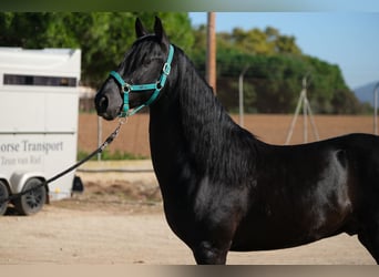 PRE Blandning, Hingst, 3 år, 155 cm, Svart