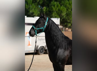 PRE Blandning, Hingst, 3 år, 155 cm, Svart