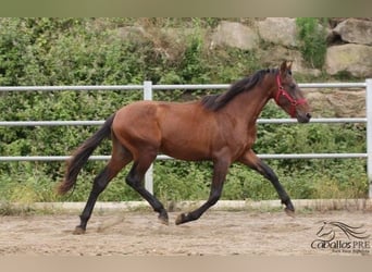 PRE, Hingst, 3 år, 157 cm, Brun