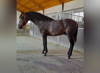 PRE Blandning, Hingst, 3 år, 157 cm, Grå