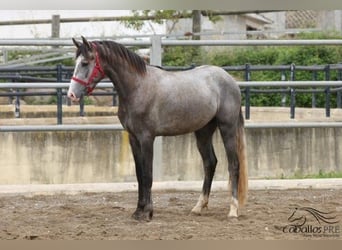 PRE, Hingst, 3 år, 157 cm, Grå