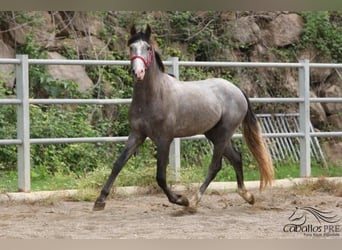 PRE, Hingst, 3 år, 157 cm, Grå