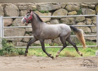 PRE, Hingst, 3 år, 157 cm, Grå