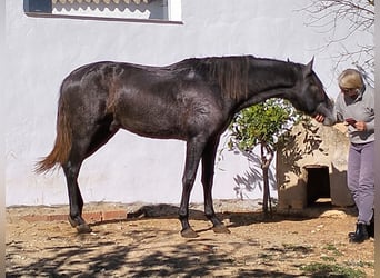 PRE, Hingst, 3 år, 157 cm, Grå-mörk-brun
