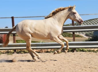 PRE Blandning, Hingst, 3 år, 157 cm, Pärla