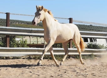 PRE Blandning, Hingst, 3 år, 157 cm, Pärla