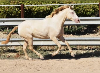 PRE Blandning, Hingst, 3 år, 157 cm, Pärla