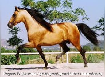 PRE, Hingst, 3 år, 157 cm, Pärla