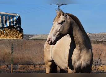 PRE, Hingst, 3 år, 157 cm, Pärla