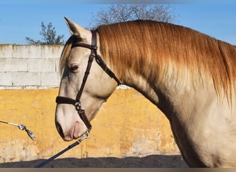 PRE, Hingst, 3 år, 157 cm, Pärla
