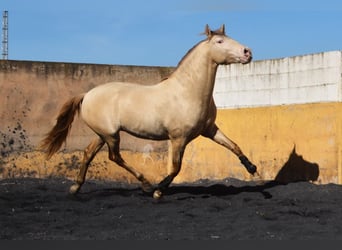 PRE, Hingst, 3 år, 157 cm, Pärla