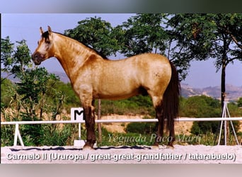 PRE, Hingst, 3 år, 157 cm, Pärla