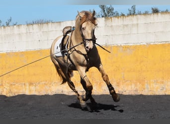 PRE, Hingst, 3 år, 157 cm, Pärla