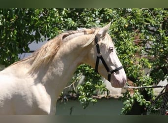 PRE, Hingst, 3 år, 158 cm, Perlino