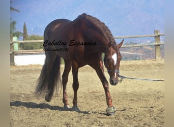 PRE, Hingst, 3 år, 159 cm, fux