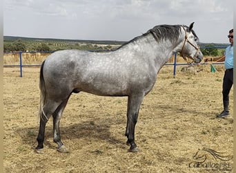 PRE, Hingst, 3 år, 159 cm, Grå