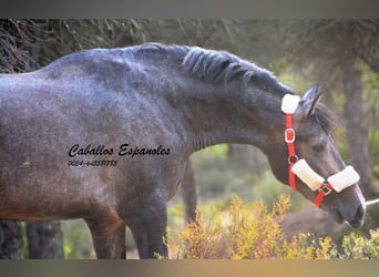 PRE, Hingst, 3 år, 159 cm, Grå-mörk-brun