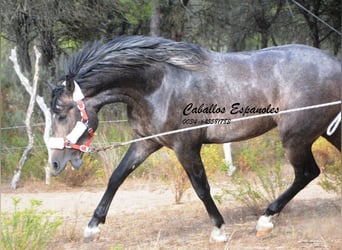 PRE, Hingst, 3 år, 159 cm, Grå-mörk-brun