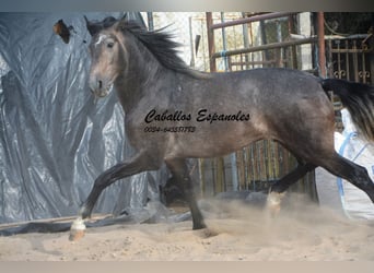 PRE, Hingst, 3 år, 159 cm, Grå-mörk-brun