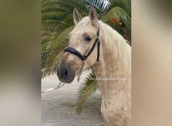 PRE Blandning, Hingst, 3 år, 159 cm, Palomino