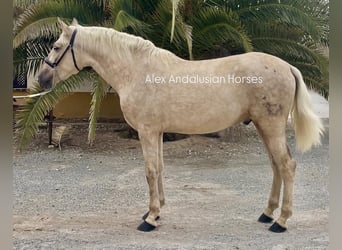 PRE Blandning, Hingst, 3 år, 159 cm, Palomino