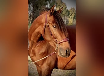 PRE Blandning, Hingst, 3 år, 160 cm, Brun