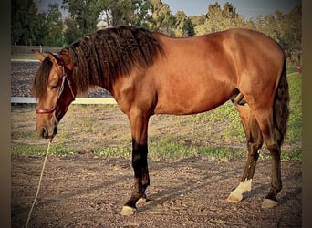 PRE Blandning, Hingst, 3 år, 160 cm, Brun