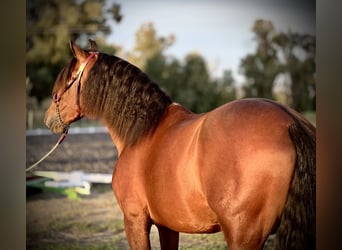 PRE Blandning, Hingst, 3 år, 160 cm, Brun