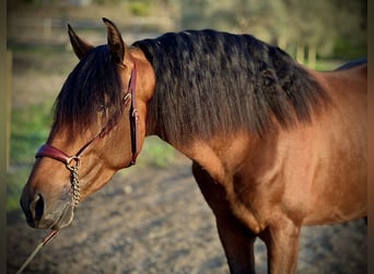 PRE Blandning, Hingst, 3 år, 160 cm, Brun