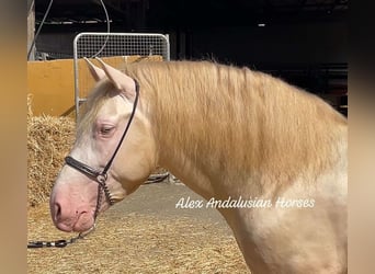 PRE Blandning, Hingst, 3 år, 160 cm, Cremello