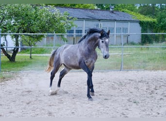 PRE Blandning, Hingst, 3 år, 160 cm, Grå