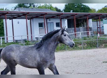 PRE Blandning, Hingst, 3 år, 160 cm, Grå