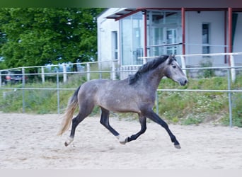 PRE Blandning, Hingst, 3 år, 160 cm, Grå