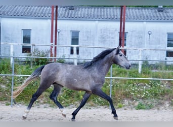 PRE Blandning, Hingst, 3 år, 160 cm, Grå