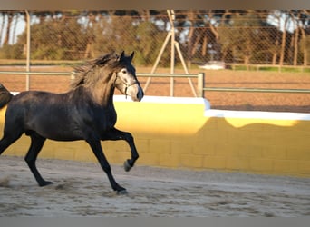 PRE Blandning, Hingst, 3 år, 160 cm, Gråskimmel