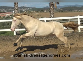 PRE Blandning, Hingst, 3 år, 160 cm, Perlino