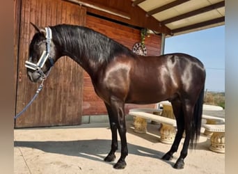 PRE Blandning, Hingst, 3 år, 160 cm, Svart