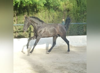 PRE Blandning, Hingst, 3 år, 160 cm, Svart