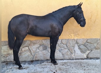 PRE Blandning, Hingst, 3 år, 160 cm, Svart