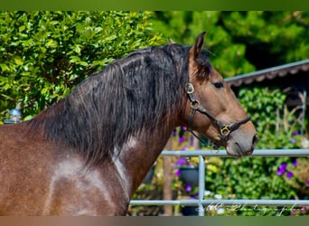 PRE, Hingst, 3 år, 161 cm, Kan vara vit