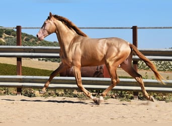 PRE Blandning, Hingst, 3 år, 161 cm, Pärla