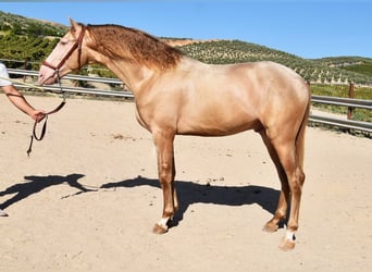 PRE Blandning, Hingst, 3 år, 161 cm, Pärla