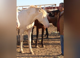 PRE, Hingst, 3 år, 161 cm, Perlino