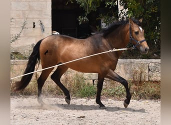 PRE, Hingst, 3 år, 162 cm, Black