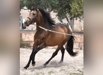 PRE, Hingst, 3 år, 162 cm, Black